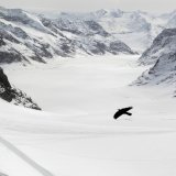 La neige qui recouvrait le grand glacier d'Aletsch cet hiver a déjà disparu (photo d'archives) KEYSTONE/PETER KLAUNZER